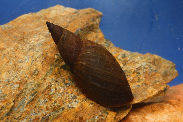 Stagnicola corvus