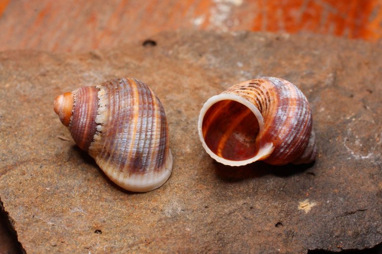Pomatias canariensis