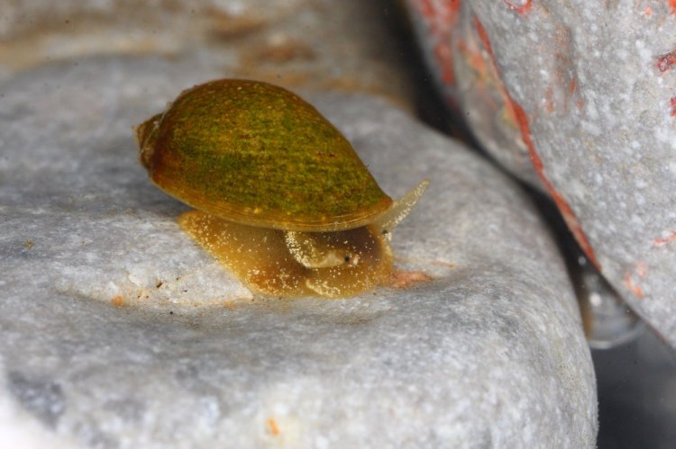 Radix relicta