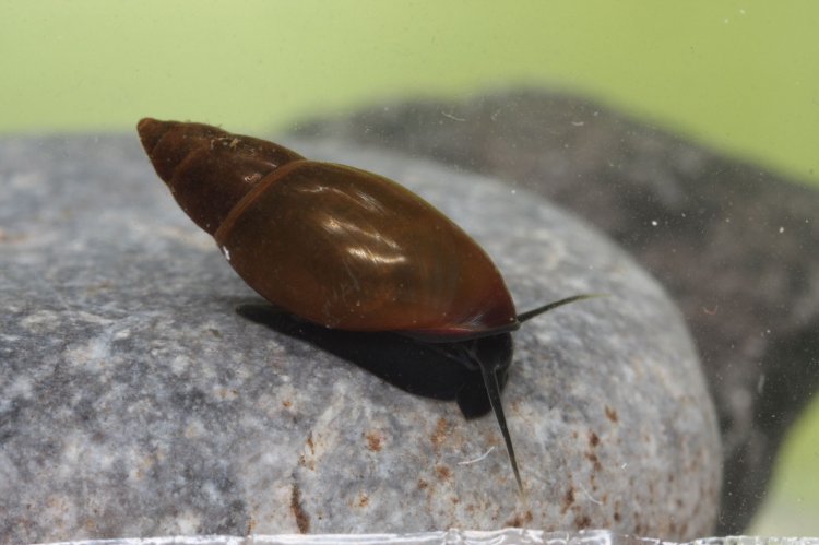 Aplexa hypnorum - Moss Bladder Snail