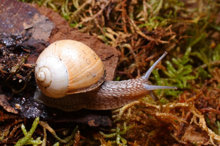 Helix lutescens