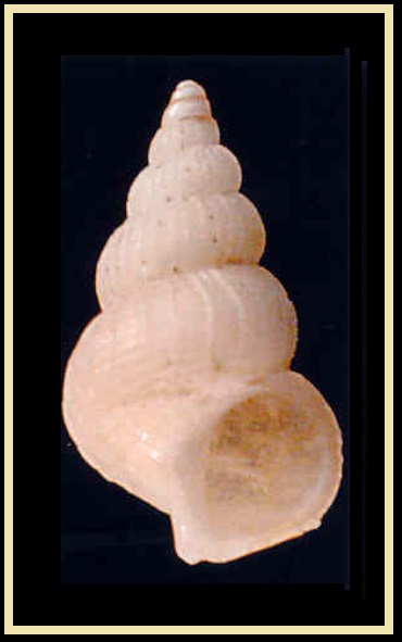 Epitonium dendrophylliae