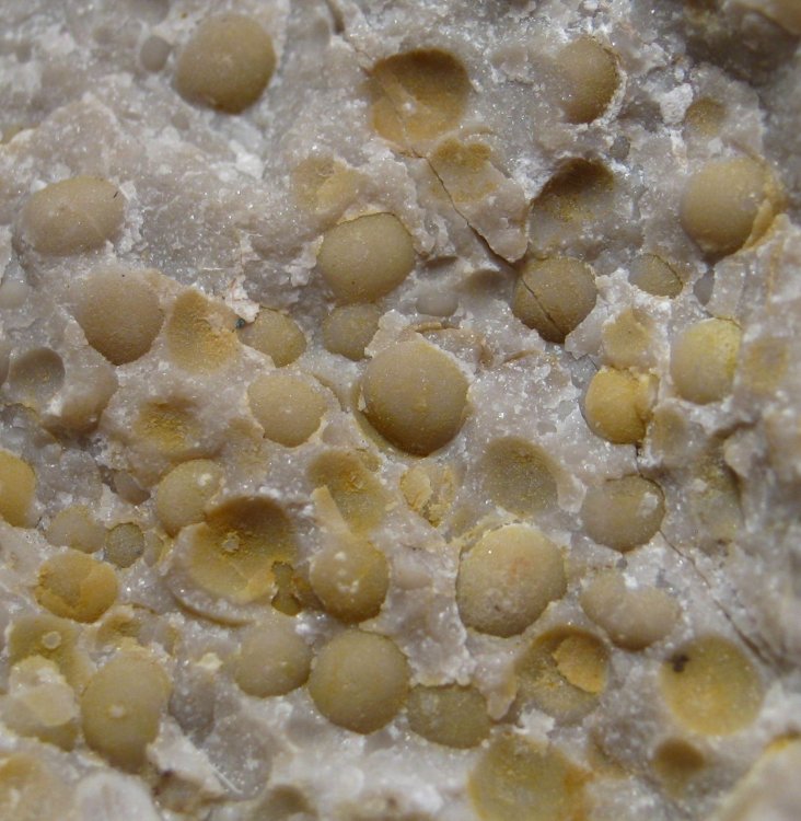 Primitia debilis