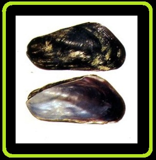 Limnoperna atratus