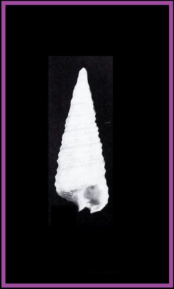 Seila carquejai