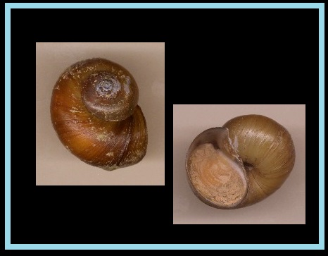 Lanistes varicus