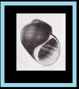 Afropomus balanoideus