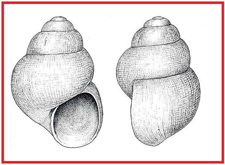 Obtusella intersecta