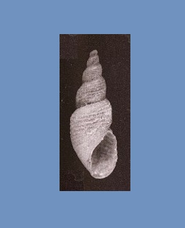 Morrisonietta siamensis