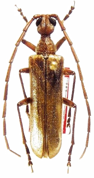 Vesperus ligusticus