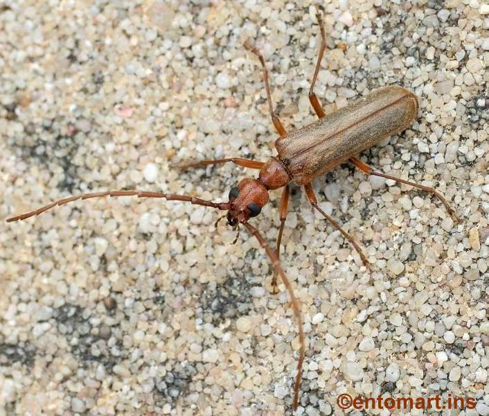 Vesperus strepens