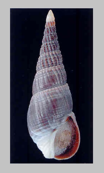 Naytia granulosa