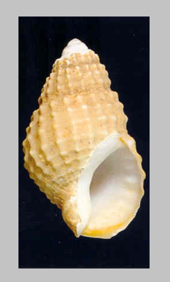 Tritia frigens