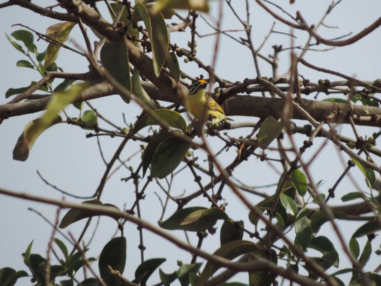 Pogoniulus chrysoconus - Yellow-fronted Tinkerbird