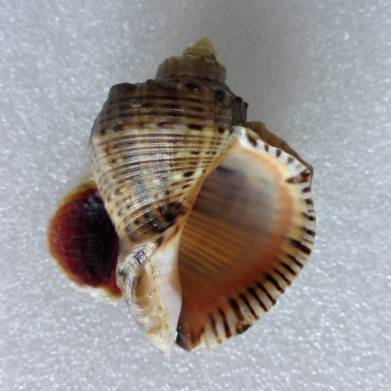 Rapana venosa - rapana dravá