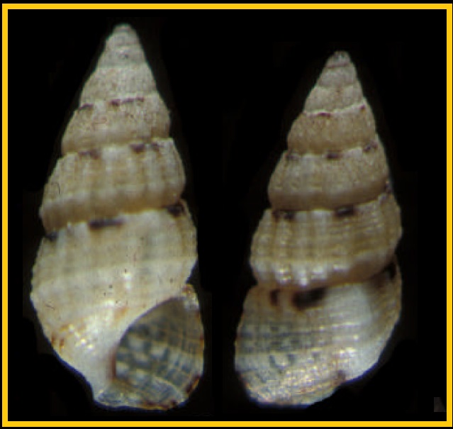 Cerithium zebrum