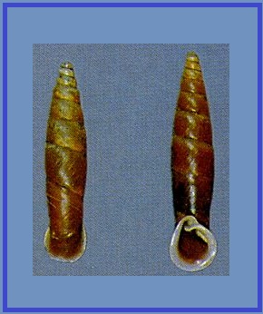 Oospira sumatrana
