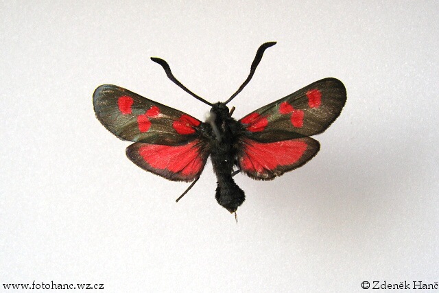 Zygaena trifolii - vřetenuška mokřadní