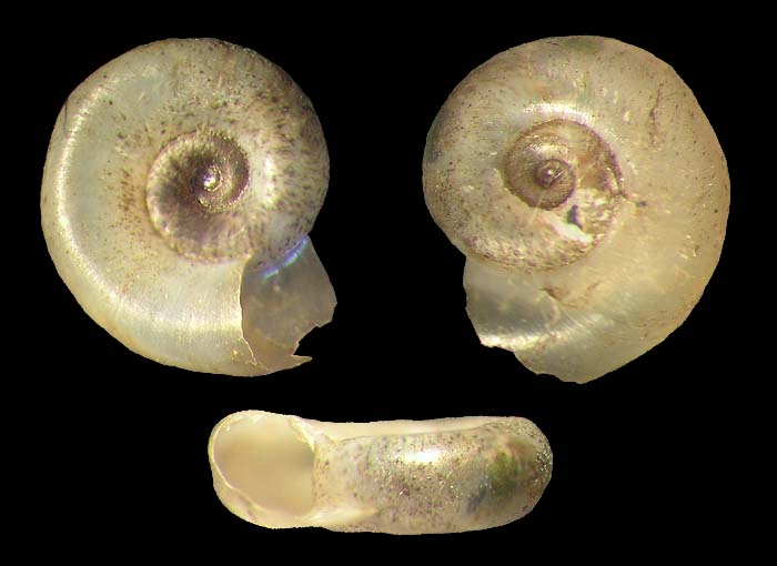 Gyraulus parvus - Ash Gyro