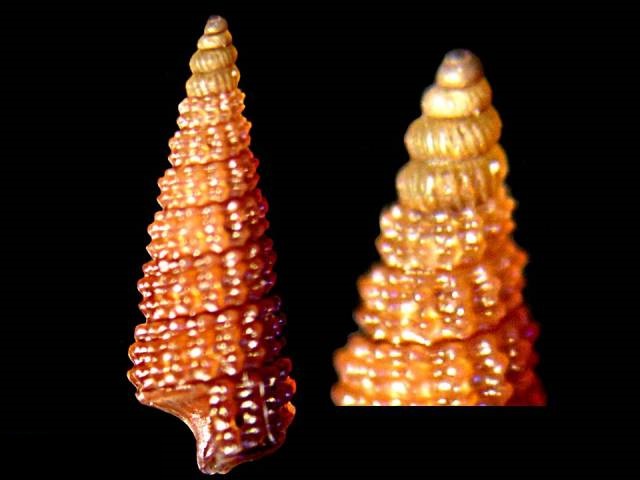 Cerithiopsis barleei