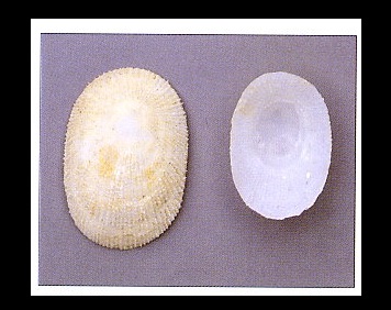 Plesiothyreus pararabicus