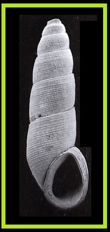 Pseudonoba ictriella