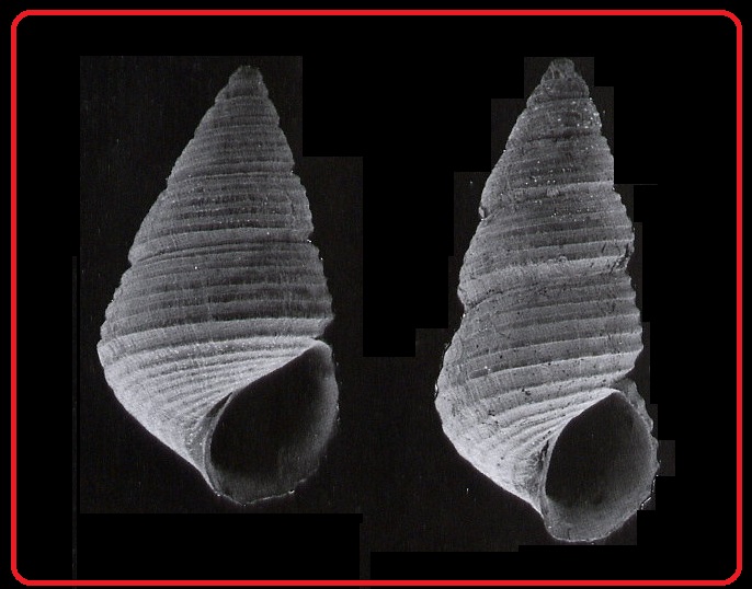 Diala sulcifera martensi
