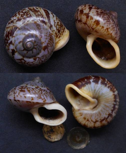 Cyclophorus stevenabbasorum