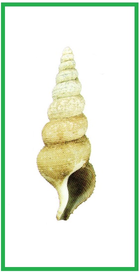Turrisipho lachesis