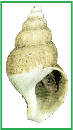 Turrisipho moebii