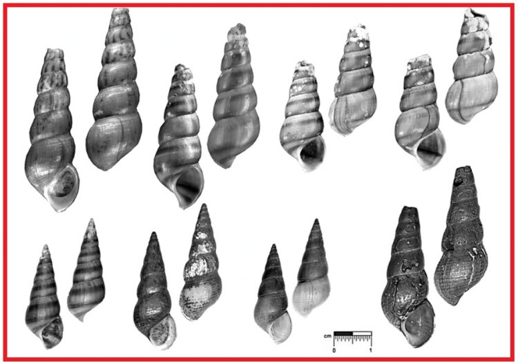 Brotia dautzenbergiana