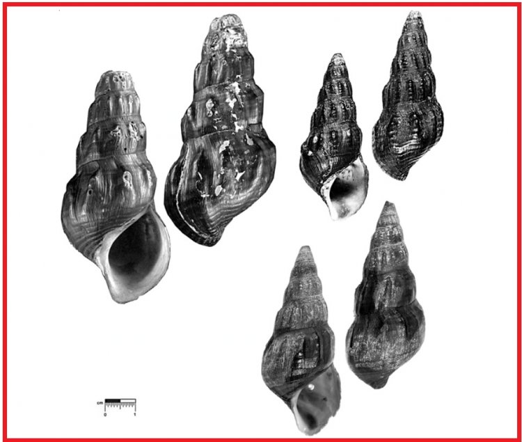 Brotia jullieni