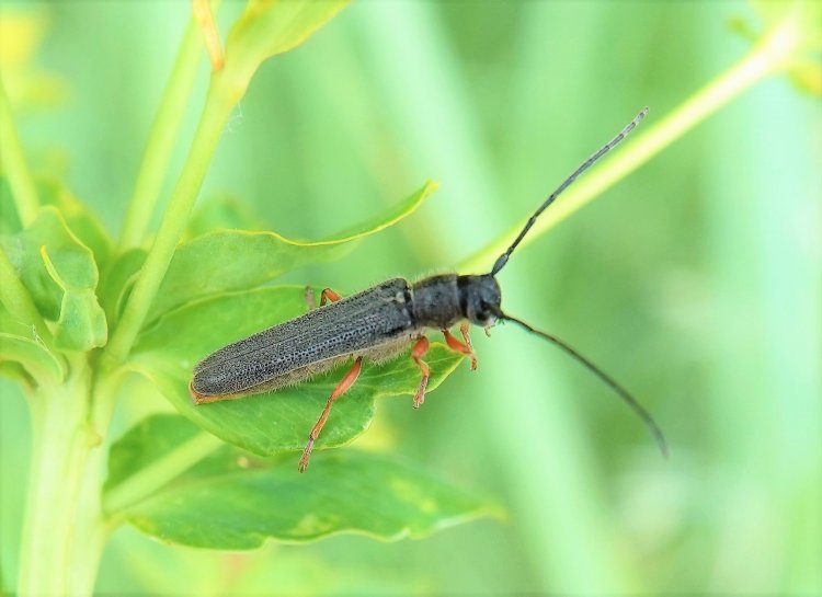 Oberea histrionis
