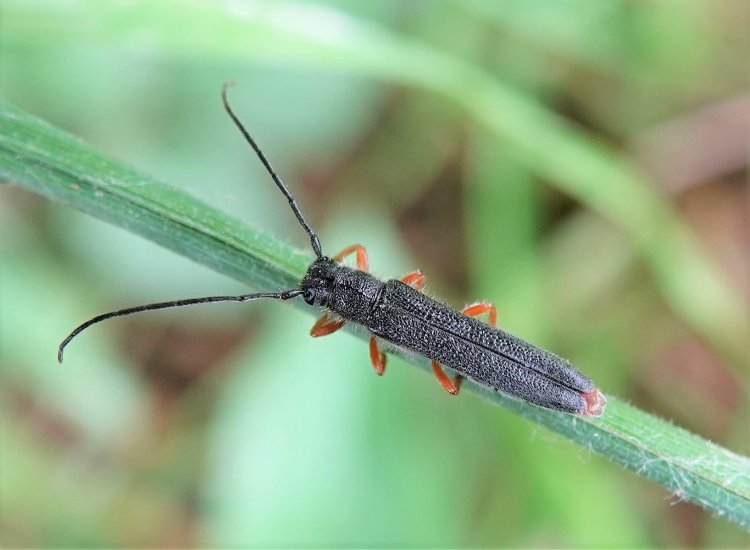 Oberea histrionis