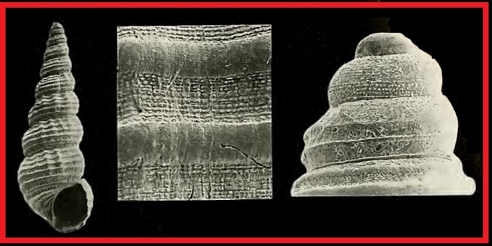 Bittium submammillatum