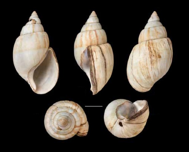 Achatina balteata