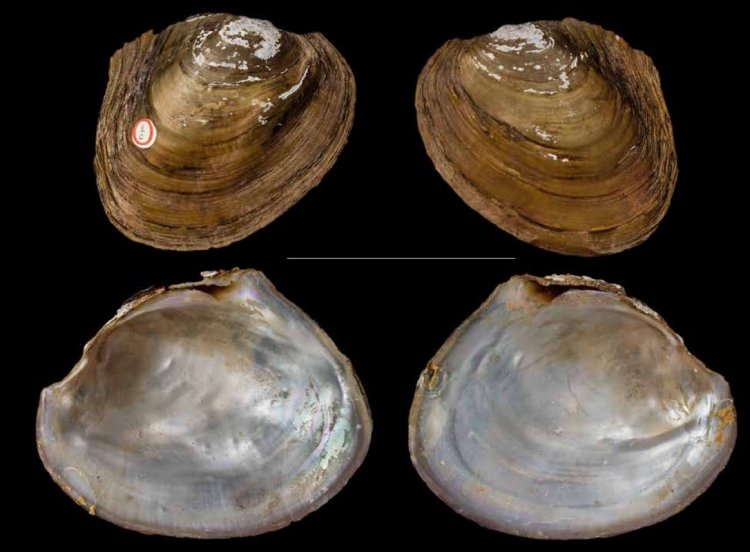 Monodontina cambodjensis