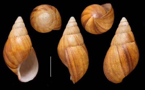 Achatina paivana