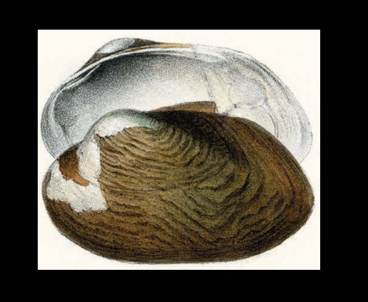 Unio elongatulus