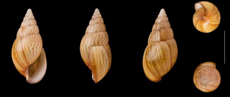 Achatina perfecta