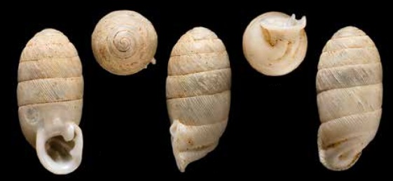Ptychotrema pupaeforme