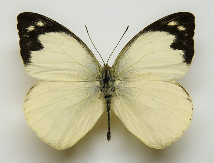 Appias indra aristoxemus