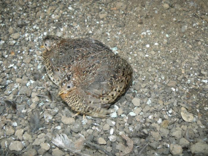 Turnix tanki blanfordii - perepel žlutonohý