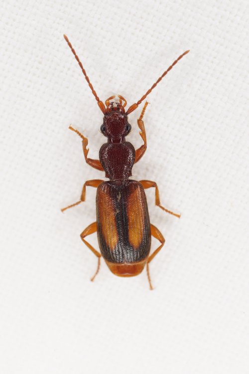 Polistichus connexus