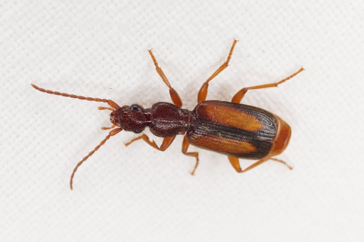 Polistichus connexus