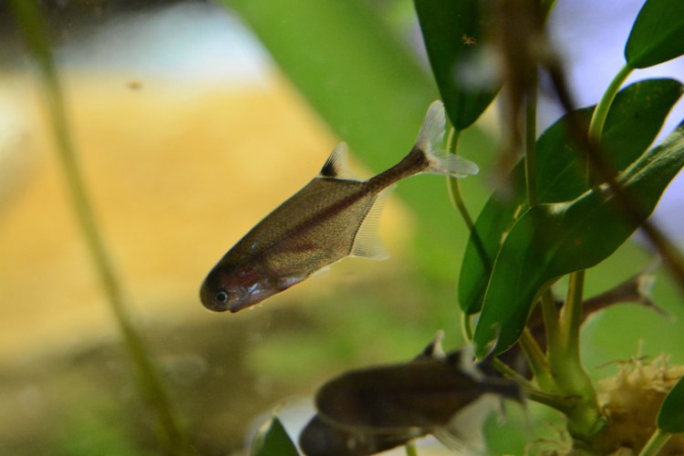 Petrocephalus microphthalmus - rypoun malooký