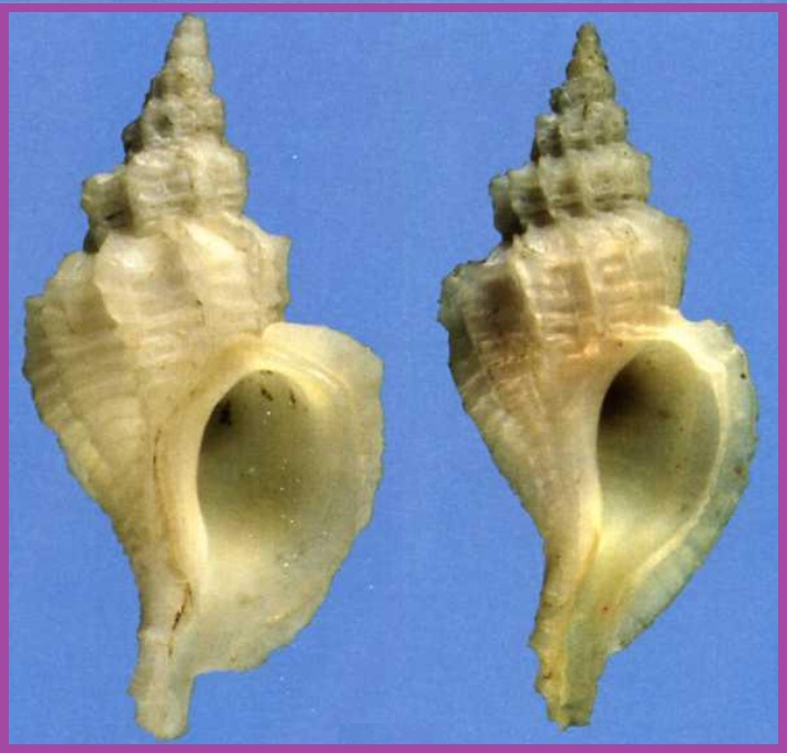 Scabrotrophon fabricii
