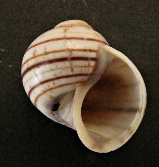 Asolene pulchella