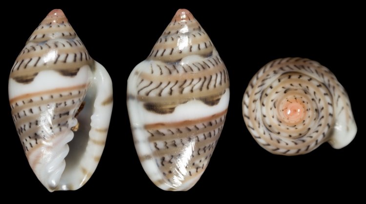 Marginella undulans