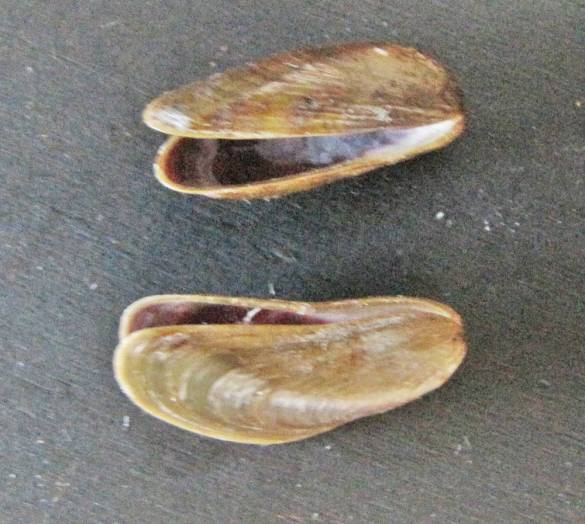 Limnoperna fortunei